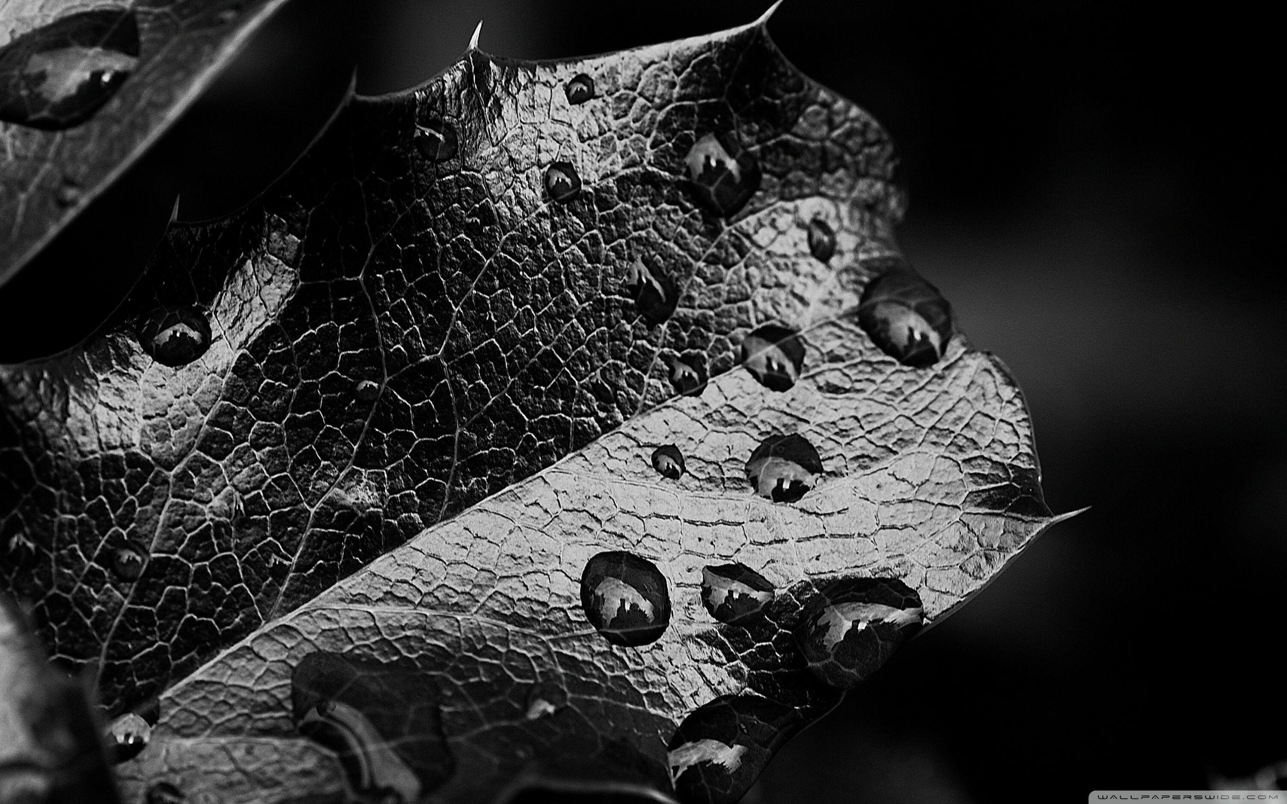 Leaf black and white wallpaper 2560x1600