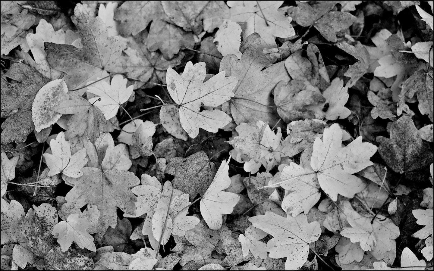Leaf wallpaper black and white 1440x900