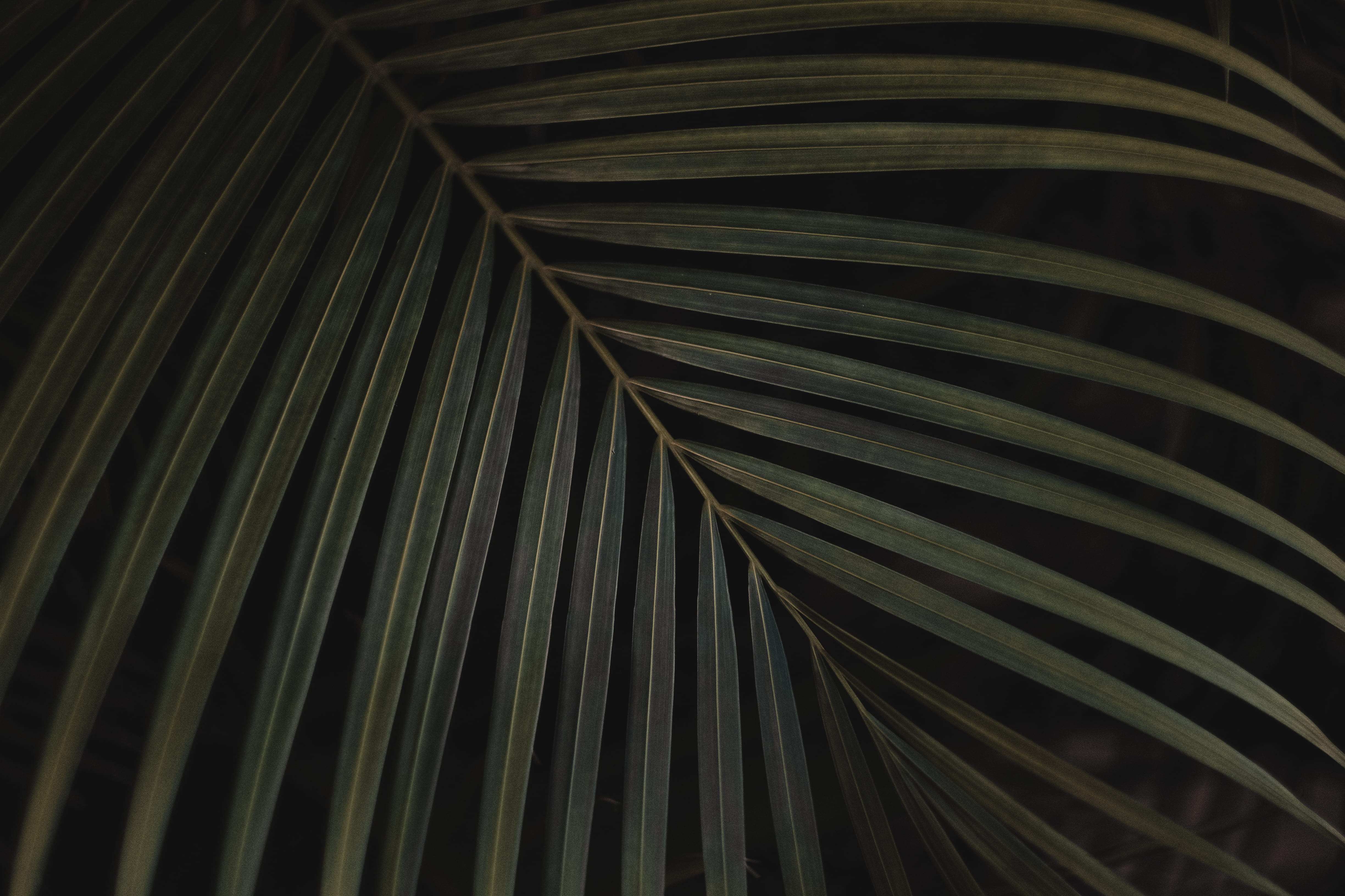 Palm leaf wallpaper black and white 4896x3264
