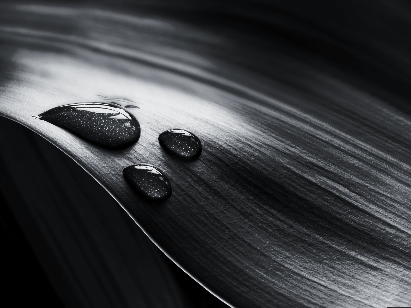 Palm leaf wallpaper black and white free download 1600x1200
