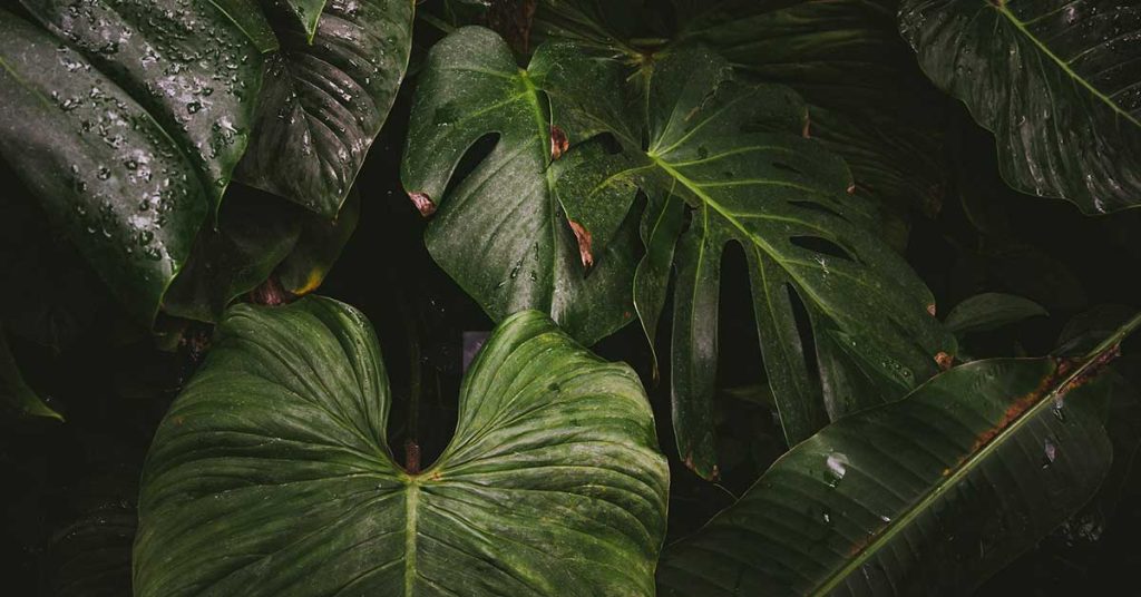 Jungle Leaf Wallpapers